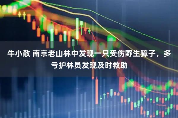 牛小散 南京老山林中发现一只受伤野生獐子，多亏护林员发现及时救助